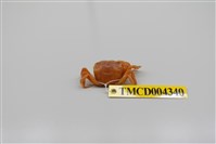 藏品(絨毛近方蟹)的圖片